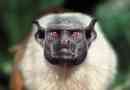Pegi tamarin (majom)